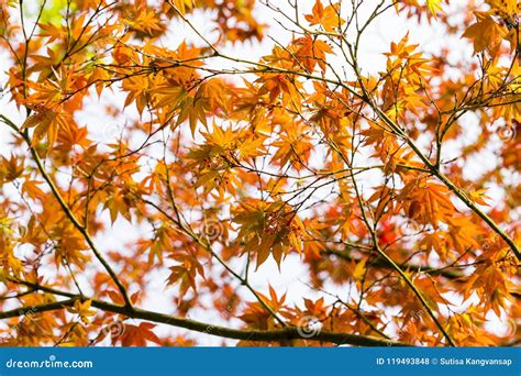 Red Maple Leaves On Tree In The Garden Stock Photo Image Of Acer
