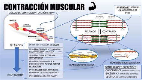 Mecanismo De Contracción Muscular Contracción Muscular Fisiologia