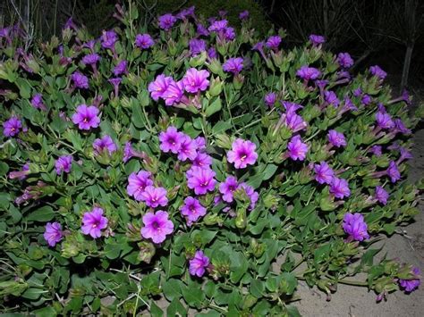 Though, it is not the time the fragrance of the flower is more intense and noticeable during the warm period of the day. Desert Four O'Clock (Mirabilis multiflora) | Plants, Four ...
