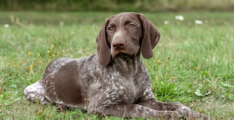 German Shorthaired Pointer Dog Breed Info Breed Advisor