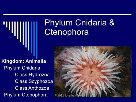 10 Phyla Cnidaria And Ctenophora