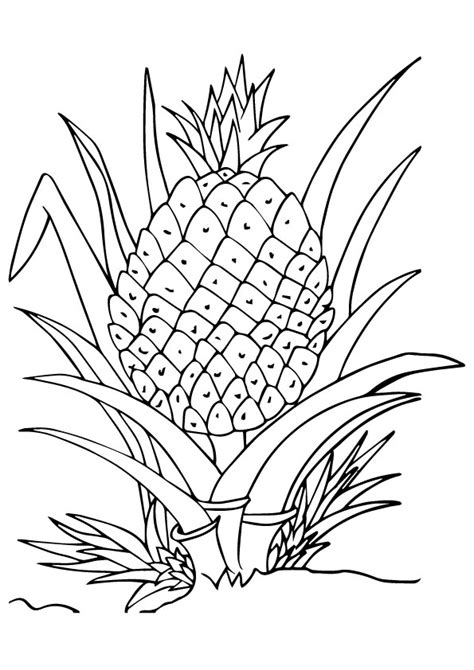 Coloring Pages Pineapple Coloring Page