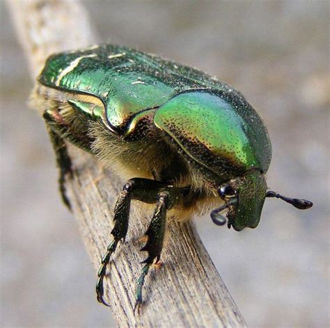 Rose Chafer Beetle Identification Life Cycle Facts And Pictures