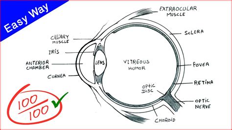 Eye Diagram Drawing Cbse Easy Way Draw Human Eye Anatomy Step