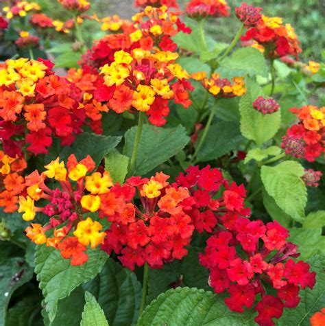 घाणेरी (Lantana) - मराठी विश्वकोश