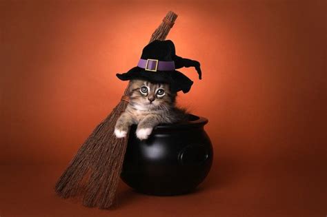 Witchy Magical Cat Names All About Cats