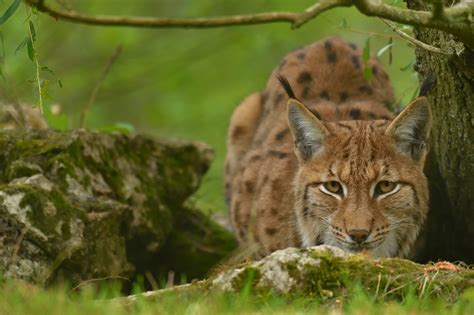 The canada lynx and the bobcat live in north america. Lynx des carpates ou lynx d'europe | Réserve zoologique de ...