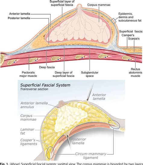 Anatomy Of The Superficial Fascia System Of The Breast A Comprehensive