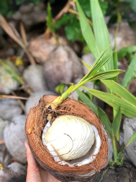 Sprouted Coconut Miami Fruit