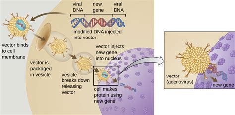 Gene Therapy · Microbiology
