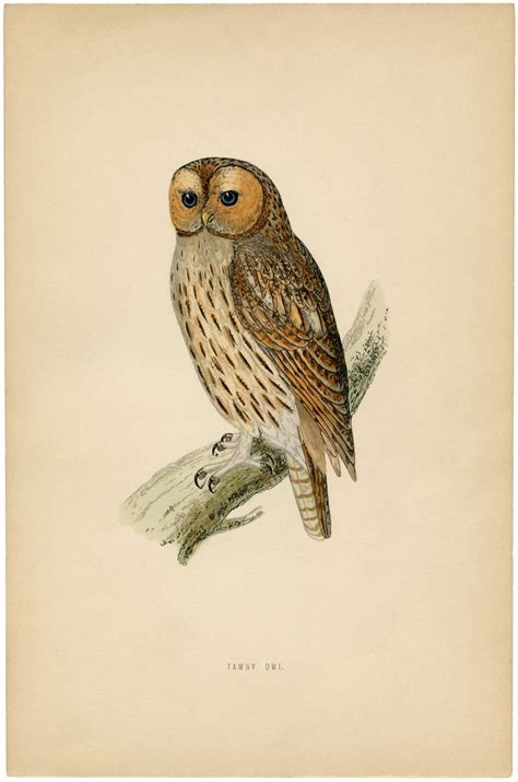 Vintage Printable Owl Images - The Graphics Fairy
