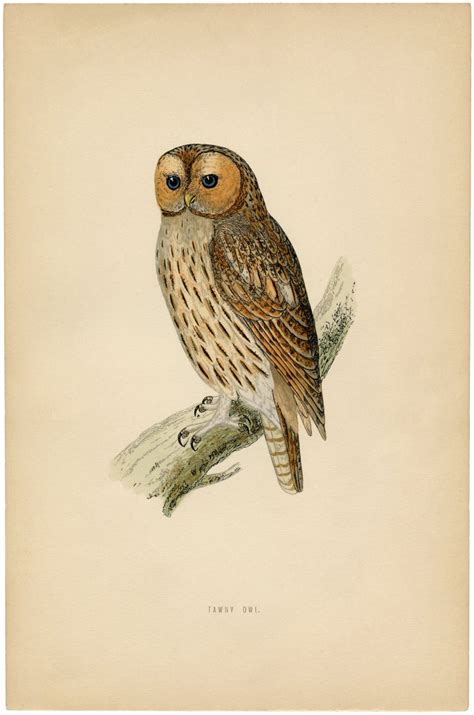 By dreams factory for graphics fairy. Vintage Printable Owl Images - The Graphics Fairy