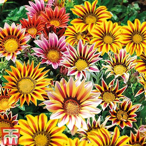 Description:the plant of gazania featuring flowers. Gazania 'Tiger Stripes Mixed' plug plants | Thompson & Morgan
