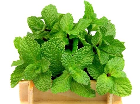 Apple Mint Pineapple Mint Woolly Mint Round Leafed Mint 1200 Seeds