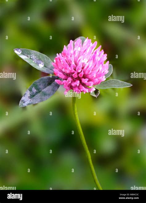 Wildflower Clover Hi Res Stock Photography And Images Alamy