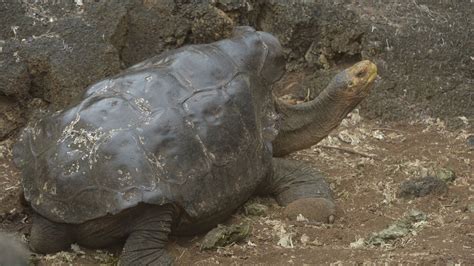 Diego The Tortoises Sex Drive Saved His Species From Extinction Now