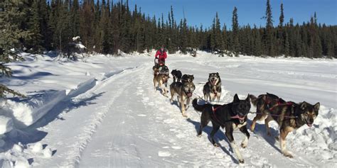 Dog Sled Rides Fairbanks Alaska Frisky Pups Bandb And Sled Dog Tours