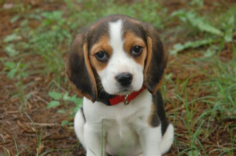 Beagle Puppy I Think One Day I Will Have One Of These Beagle Puppy