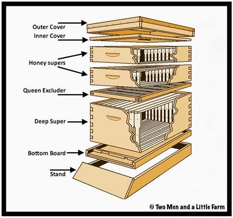 The Insides Of A Beehive And How They Fit Together Coolguides