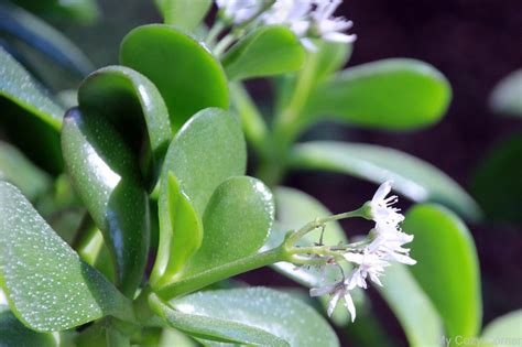 After you have made sure that any rotting roots have been pruned off, repot your jade plant. My Cozy Corner: Jade Plant Before and After