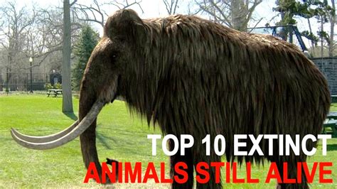 Top 10 Officially Extinct Animals That May Still Be Alive Today Youtube