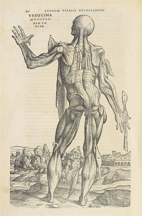 Vesalius Andreas 1514 1564 De Humani Corporis Fabrica Libri Septem