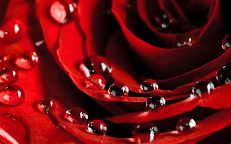 Hd Rose With Water Drops Hd Wallpaper Download