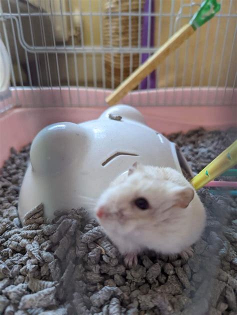 Female Dwarf Hamster Complete With Cage 8 Months Old In Belper