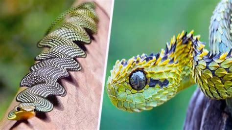 20 Most Unique Exotic Reptiles In The World Youtube