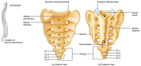 The Sacrum Structure Of The Sacrum Anatomy Medicinecom
