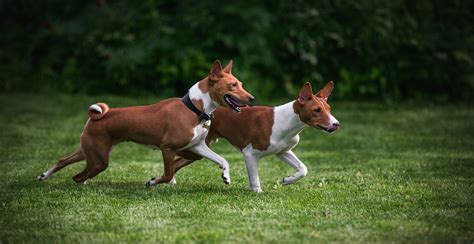 Basenji Dog Breed Information The Ultimate Guide Breed