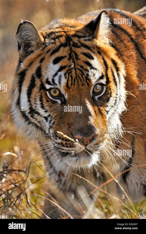 Which Is The Natural Habitat Of The Amur Tiger Hi Res Stock Photography