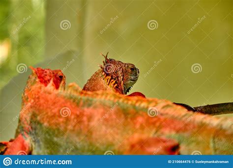 Groups Of Green And Red Chameleons Stock Photo Image Of Creature
