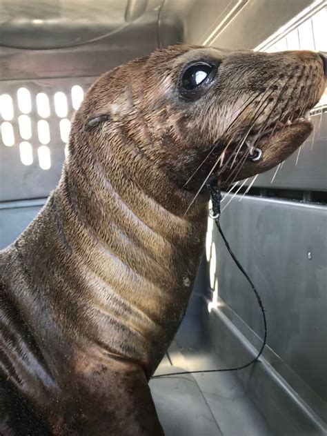 Sea Lion Undergoes Surgery To Remove Fish Hooks At Pacific Marine