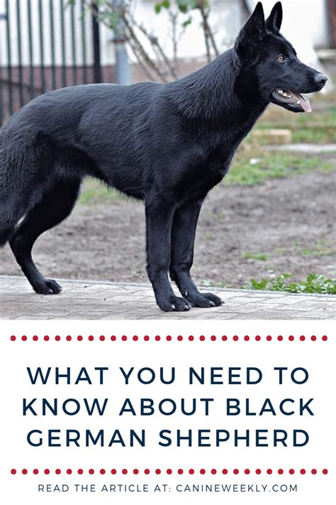 Black German Shepherd Complete Breed Guide 2021 Black German