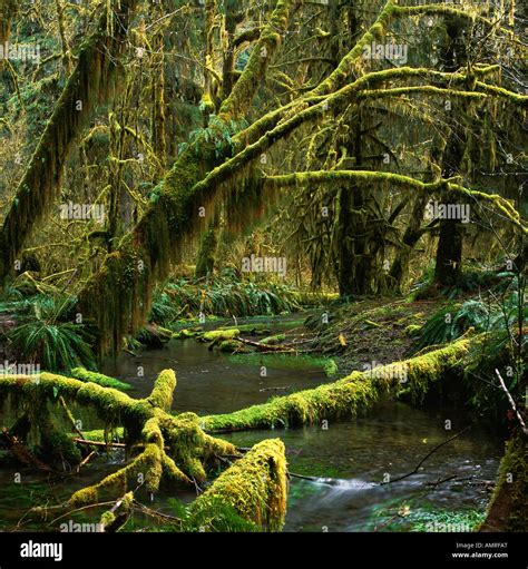 Hoh Rain Forest Olympic National Park Washingtonusa Temperate Stock