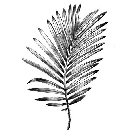 Branch Of A Palm Tree Sketch Vector Graphics Stock Vector