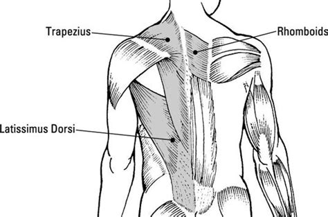 Upper Back Muscle Chart Shoulder Muscles Anatomy Diagram Function