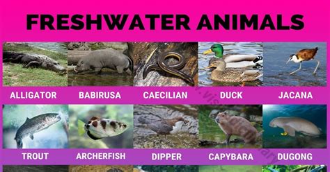 Freshwater Animals: 60 Best Animals that Live in Freshwater Habitats