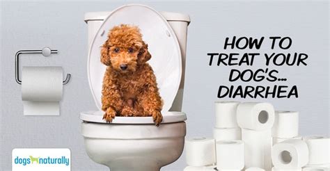 How To Cure Dog Diarrhea