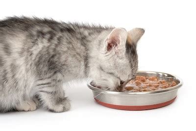 The first product on our list is from purina, which is one of the most reputable pet food making companies. Best Canned Kitten Food: How To Pick The Right One For ...