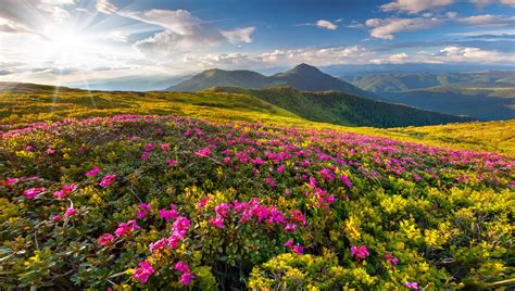 Magic Pink Rhododendron Flowers On Summer Mountain Alpgefühl