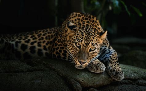 Hdwallpapers.net is a place to find the best wallpapers and hd backgrounds for your computer desktop (windows, mac or linux), iphone, ipad. Animal Leopard HD Desktop Background Wallpaper | HD Wallpapers