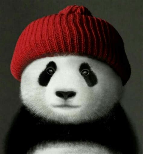 A Black And White Panda Bear Wearing A Red Knitted Hat With Eyes Wide Open