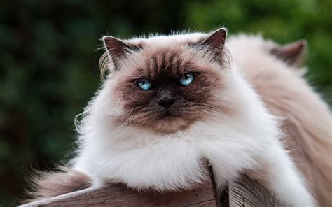 Captivating Cat Breeds With Enchanting Eyes