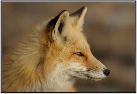 Red Fox In Profile Explored Flickr Explore 3 14 2012 Tha Flickr