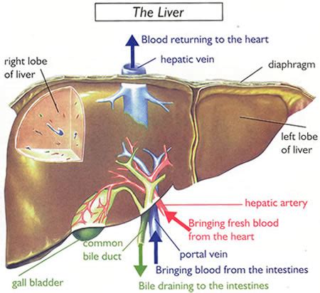 Also available for free anatomically, the liver is a meaty organ that consists of two large sections called the right and the left. How to detoxify your liver, safely, effectively.