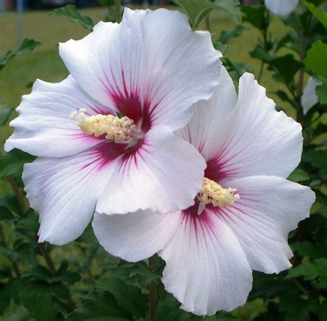 Maybe you would like to learn more about one of these? Rose of Sharon | 꽃 사진, 꽃, 식물