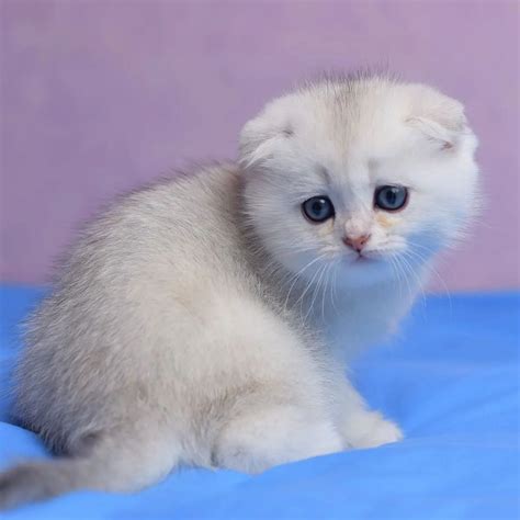 Scottish Fold Cats For Sale Scottish Fold Cattery