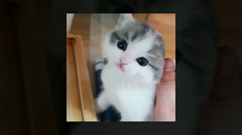 Cutest Kittens 2020 Youtube
